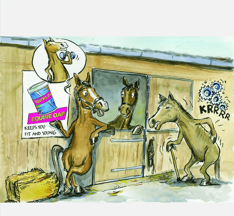  Equine OAP 